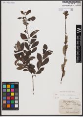 Salix aurita L. x Salix starkeana Willd.